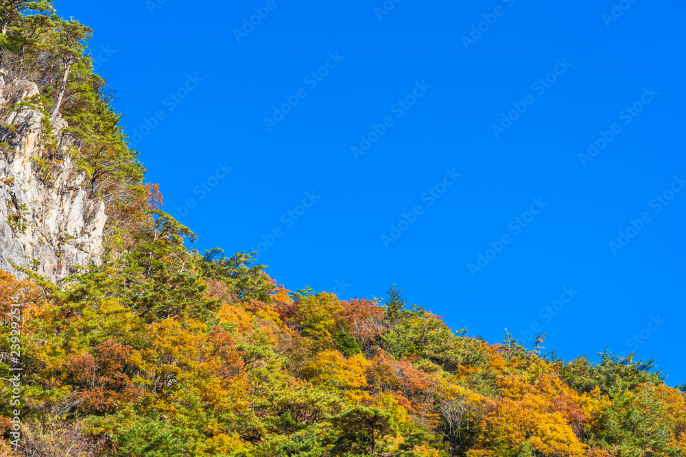Beautiful landscape with maple leaf tree in autumn season Beautiful landscape with maple leaf tree in autumn season