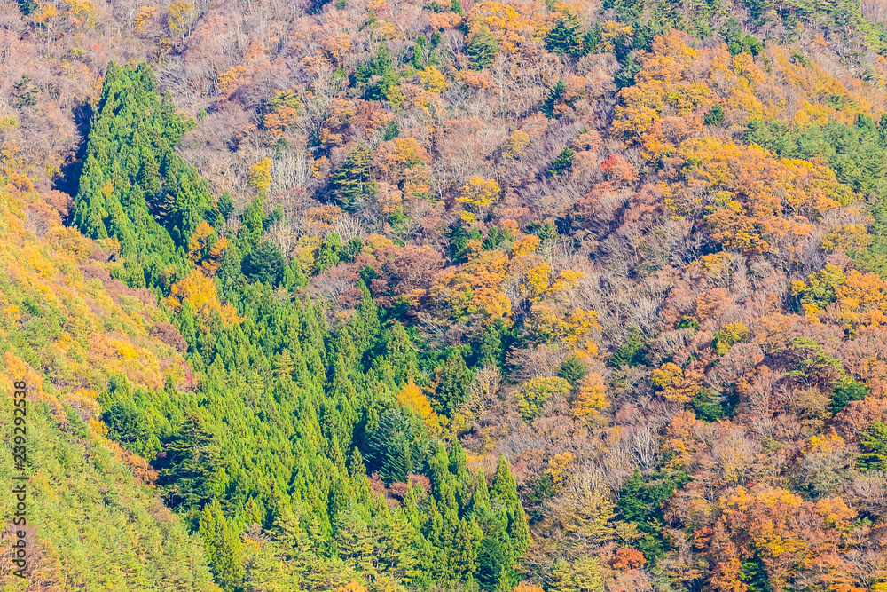 Beautiful landscape with maple leaf tree in autumn season
