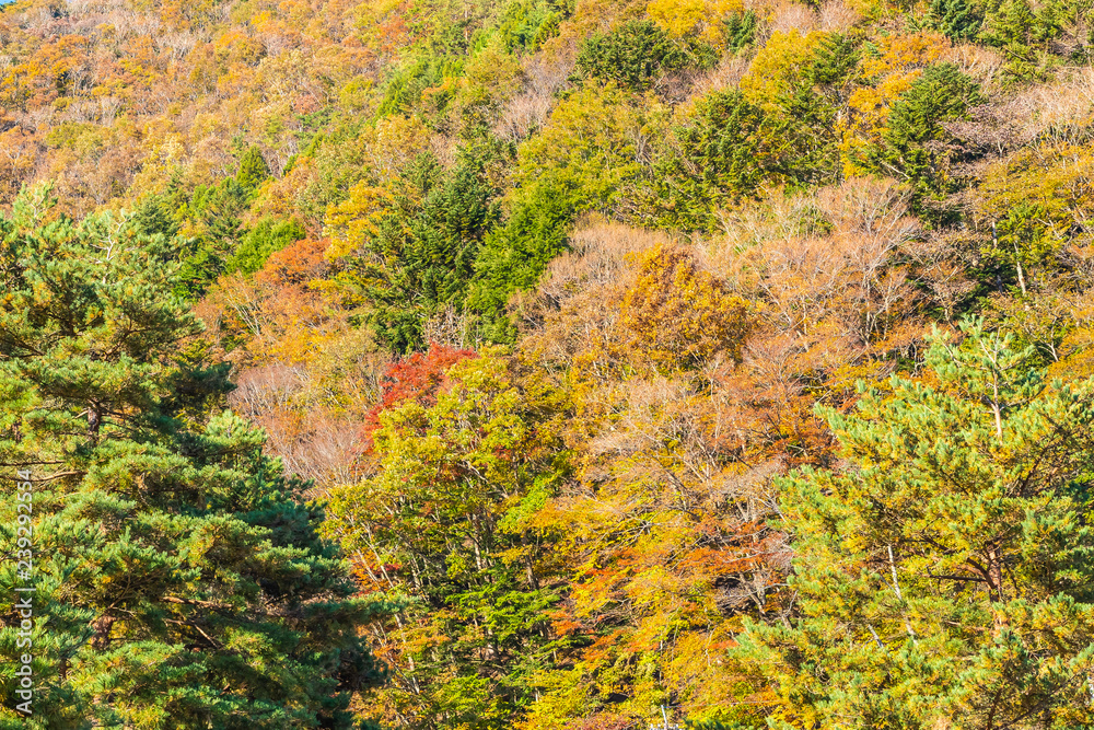 Beautiful landscape with maple leaf tree in autumn season Beautiful landscape with maple leaf tree in autumn season