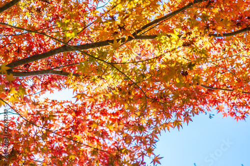 Beautiful landscape with maple leaf tree in autumn season