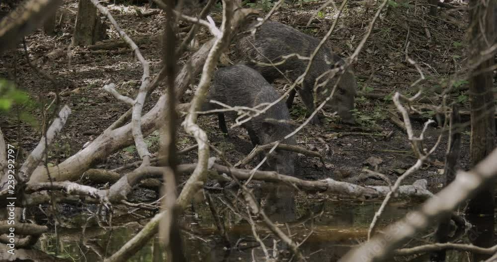 Wild peccaries drinking water in forest Wild peccaries drinking water in forest