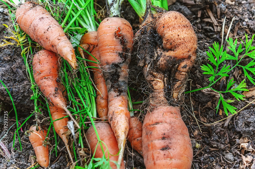 Damage to carrots caused by the larva of the carrot fly. Protect the pests of the garden