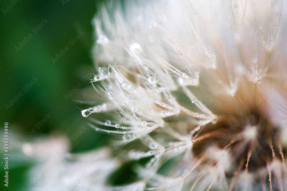 Fototapeta premium Macro shot of fluffy and fragile dandelion flower with rain drops in early morning. Concept of changing seasons and nature awakening. Wind blowing away the seeds.