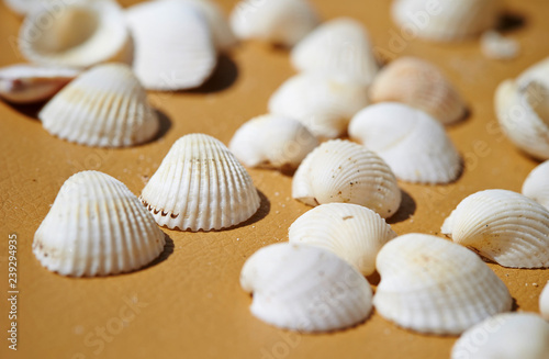 White sea shells