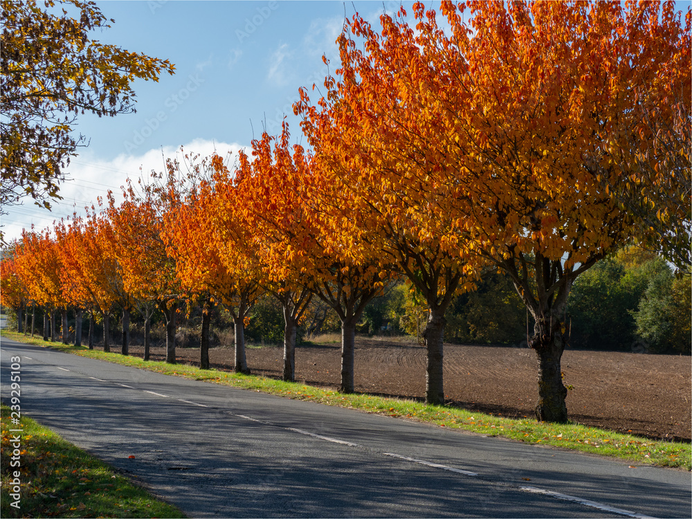 rangée d'arbres à l'automne à Vernouillet dans les Yvelines en France