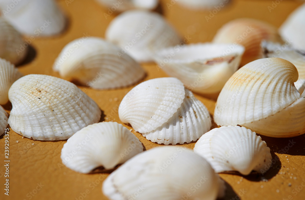 White sea shells