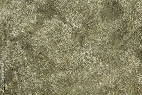 Close up Colpophyllia natans entire colony pattern. Boulder Brain Coral photo