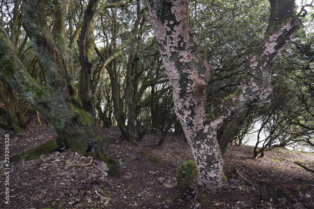 Fototapeta premium Lichen covered tree Mawnan Smith Falmouth Cornwall