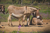 Donkeys on farm in Punta-Ala.