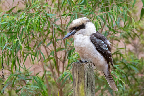 Laughing Kookaburra, largest kingfisher bird in brown perching on wooden pole in Western Australia