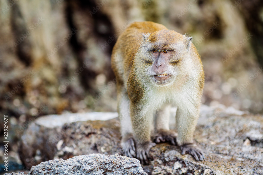 monkey in outdoor park