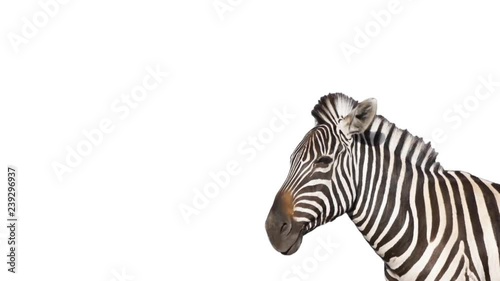 zebra on  white background