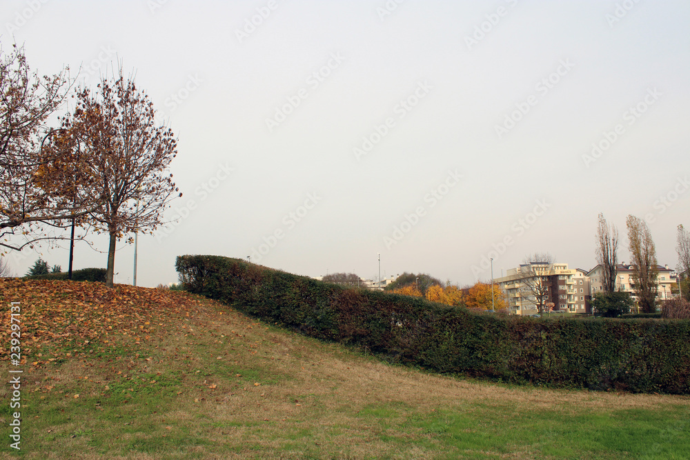 Fototapeta premium Siepe serpeggiante con prato albero e cielo