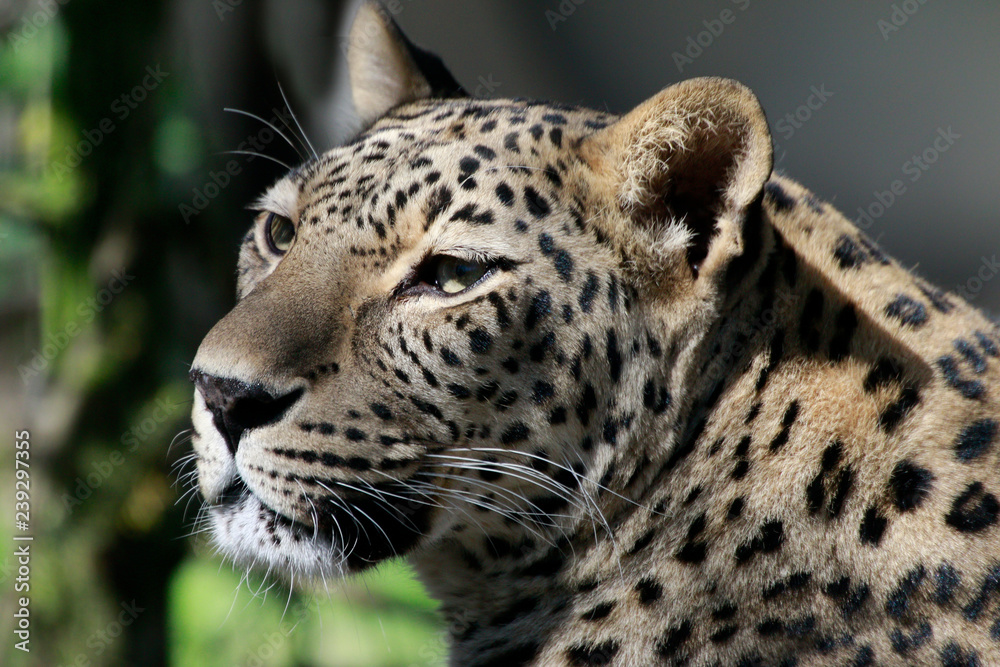 Obraz premium Leopard (Panthera pardus)