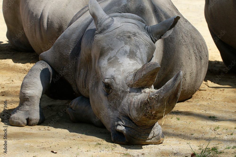 Breitmaulnashorn (Ceratotherium simum) Portrait Breitmaulnashorn (Ceratotherium simum) Portrait