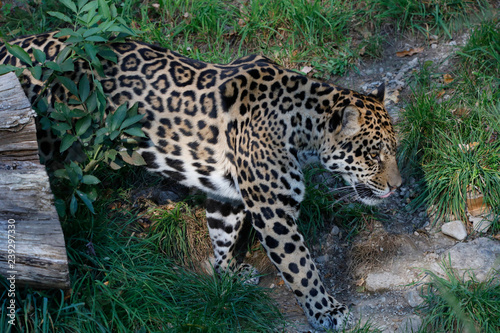 Jaguar  Panthera onca  Raubkatze