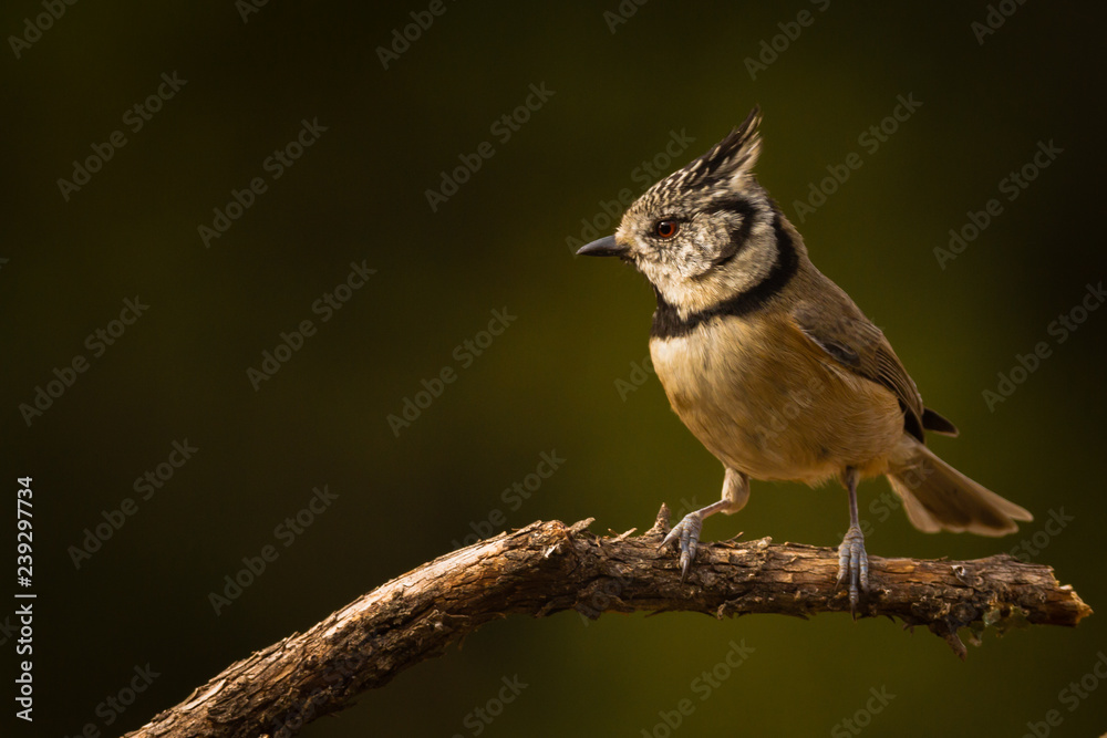Naklejka premium Crested Tit (Lophophanes cristatus) perches on the tree in Andalucia (Spain)