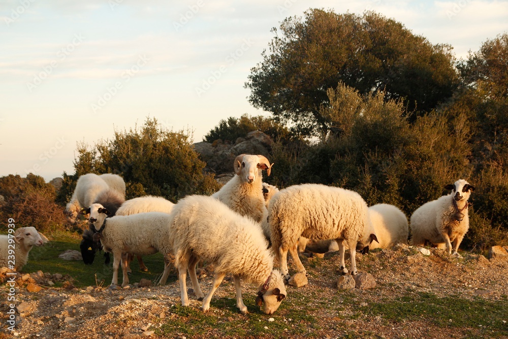 Fototapeta premium sheeps enjoy grazing at the green meadow