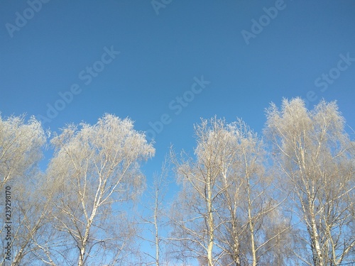 bare frozen trees in winter