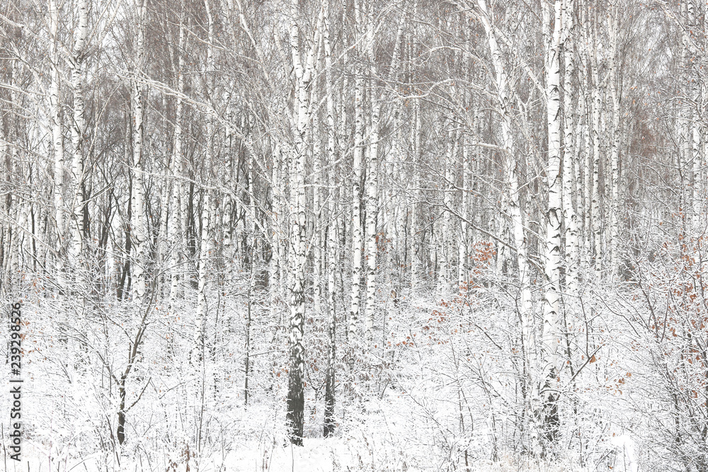 Black and white birch trees with birch bark in birch forest among other birches in winter on snow Black and white birch trees with birch bark in birch forest among other birches in winter on snow