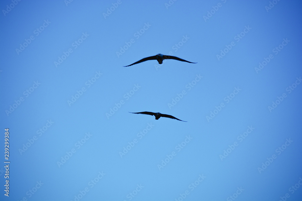 Silhouettes of birds in the blue sky