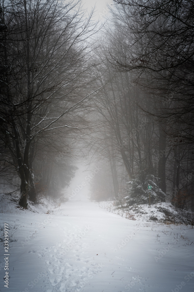 Obraz premium schneebedeckter Feldweg im Wald