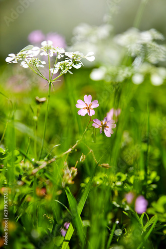 summer meadow with flowers