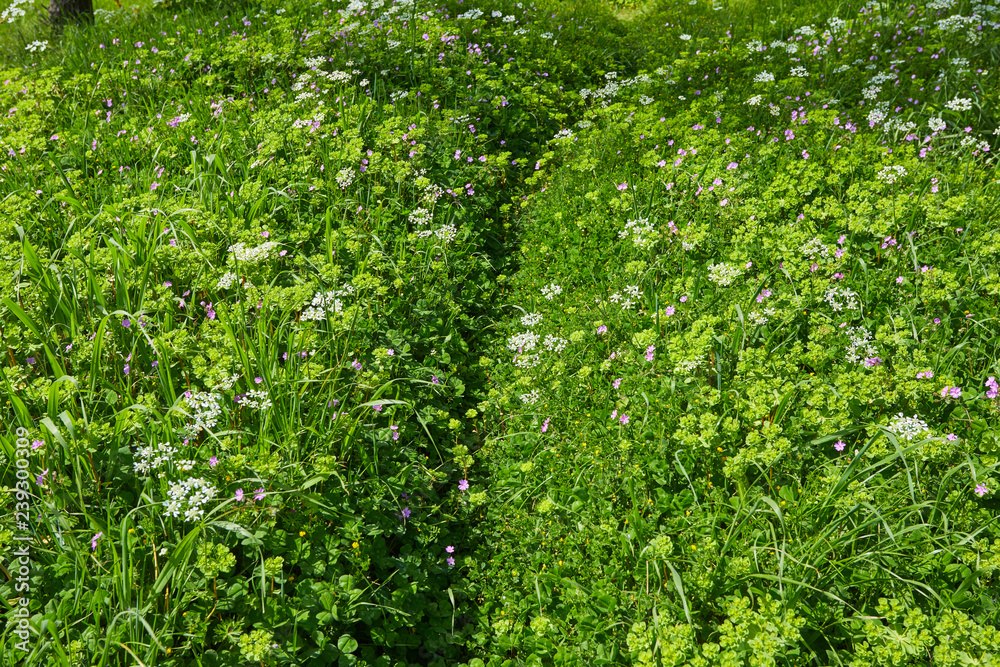summer meadow with flowers summer meadow with flowers