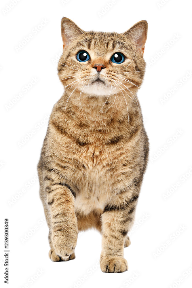 Funny curious cat Scottish Straight isolated on white background