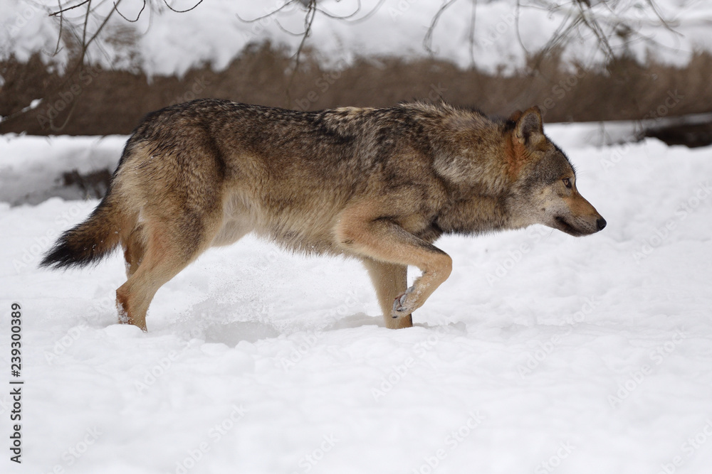 Timber wolf hunting in the forest