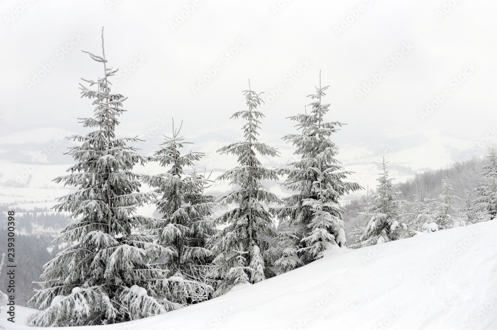 Obraz premium Winter landscape with snow covered trees