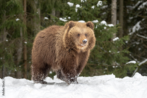 Wild brown bear cub closeup in forest