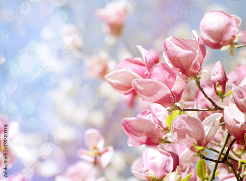 Beautiful magnolia tree blossoms in springtime. Bright magnolia flower against blue sky. Romantic floral background.