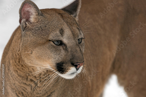Cougar, mountain lion