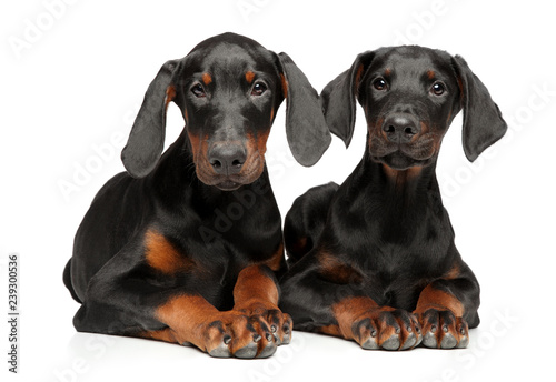 Two young Doberman lie on a white background