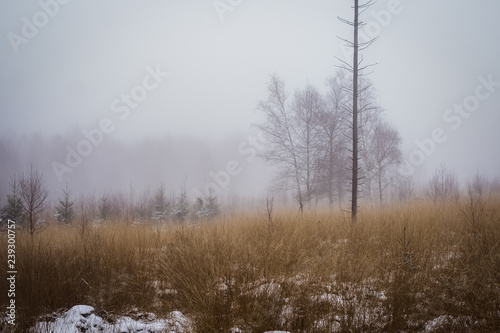 Wallpaper Mural winterliche Nebellandschaft Wanderung Torontodigital.ca