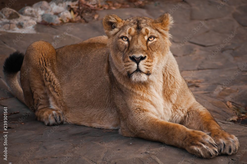 lioness is a strong and beautiful animal, demonstrates emotions. lioness is a strong and beautiful animal, demonstrates emotions.