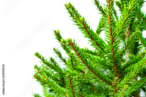 Isolated natural green fir tree