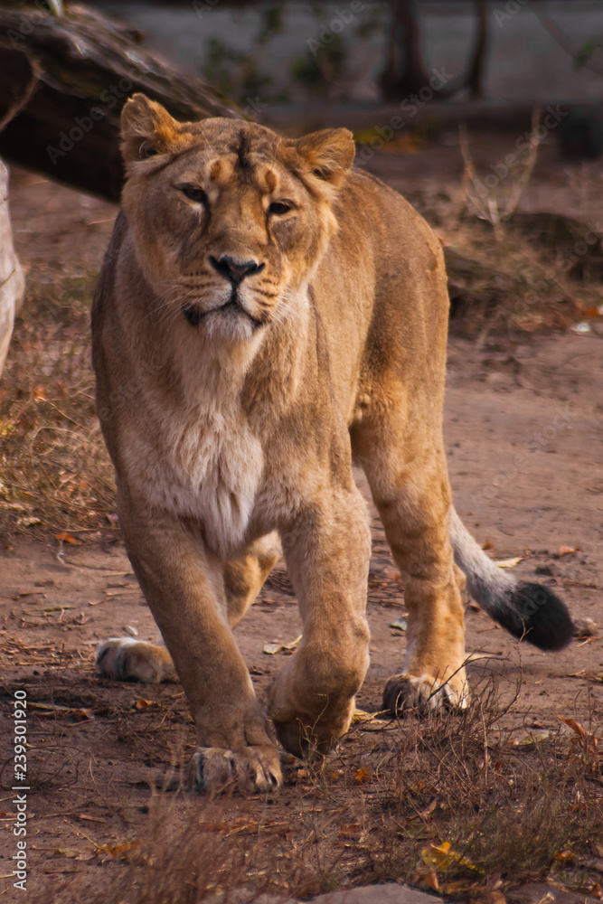 lioness is a strong and beautiful animal, demonstrates emotions. lioness is a strong and beautiful animal, demonstrates emotions.