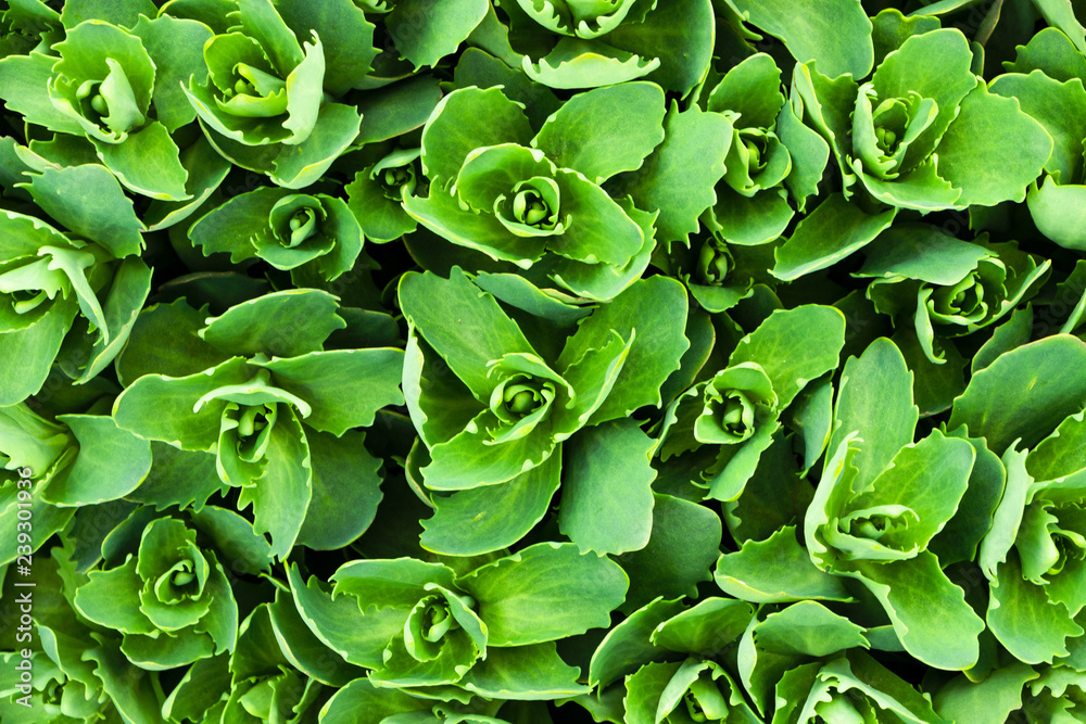 Green leaves of a plant. Close-up. Green leaves of a plant. Close-up.