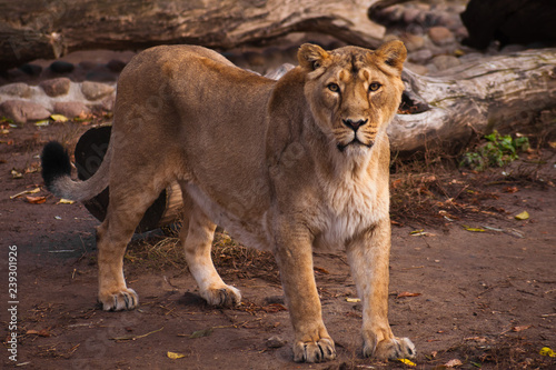 Fototapeta Naklejka Na Ścianę i Meble -  lioness is a strong and beautiful animal, demonstrates emotions.