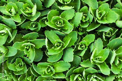 Green leaves of a plant. Close-up.