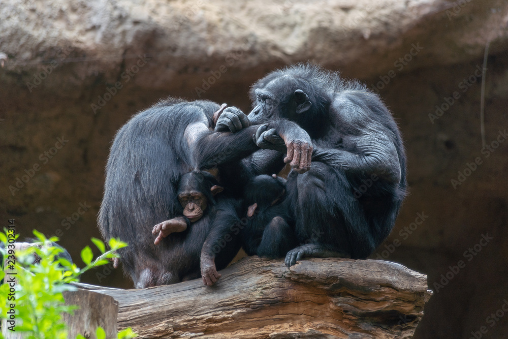 Children and parents of monkeys. Chimpanzee family. Animal protection. Evolution.