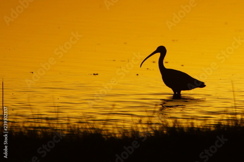 Silhouette of a bird at sunrise. Glossy Ibis / Plegadis falcinellus