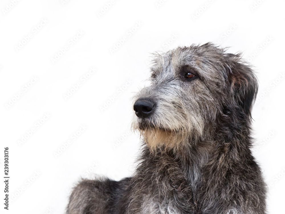 Dog breed irish wolfhound portrait on white background Dog breed irish wolfhound portrait on white background