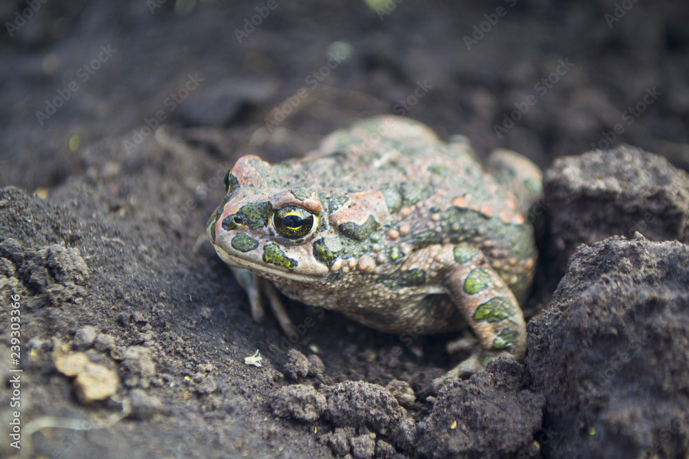 Amphibian toad frog on the field ground, European green toad Amphibian toad frog on the field ground, European green toad