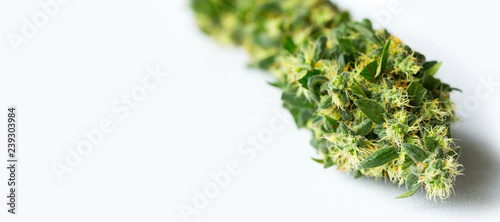 Fototapeta Naklejka Na Ścianę i Meble -  Close up Macro of freshly harvested Medical Marijuana