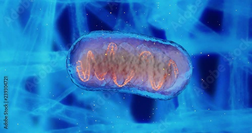 Mitochondria and DNA mitochondrial DNA Mitochondria, a membrane-enclosed cellular organelles, which produce energy Mitochondria , Cell energy and Cellular respiration Mitochondrial disease  photo