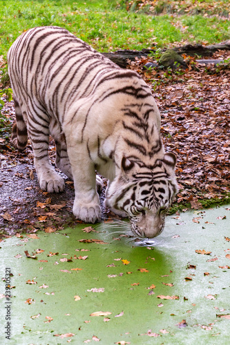 White Tiger drinking in the Zoo  Ouwehands dierenpark   Rhenen  Netherlands