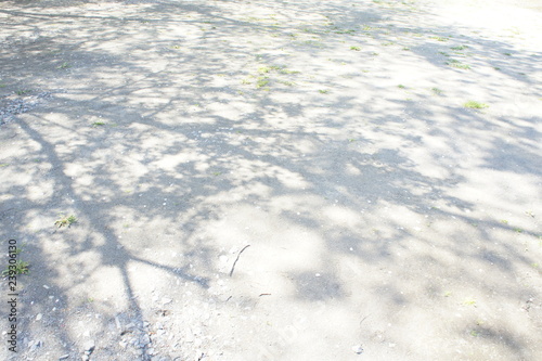 地面に写る桜の影